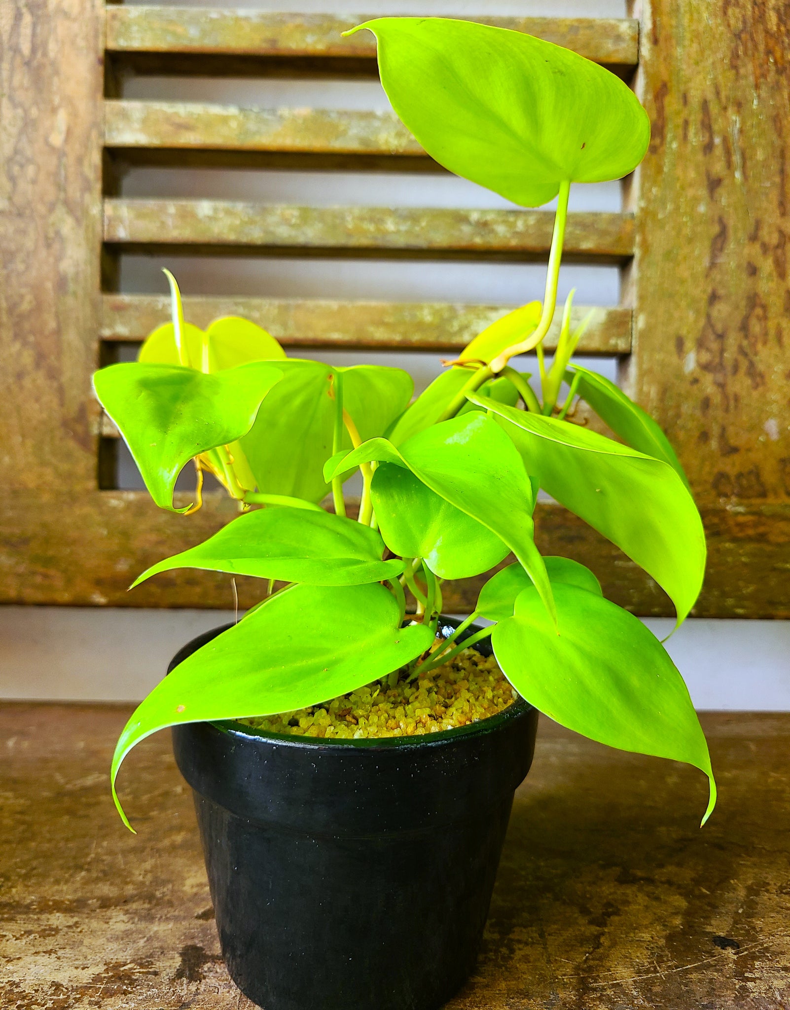 Philodendron Neon “Lemon Lime”