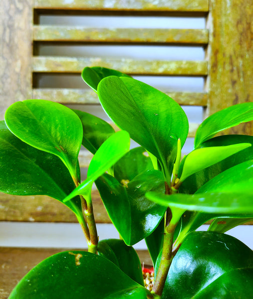 Peperomia Plant