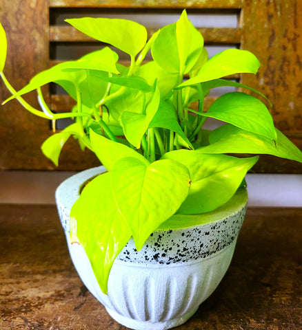 Philodendron 'Lemon Lime' Plant in Cement Pot