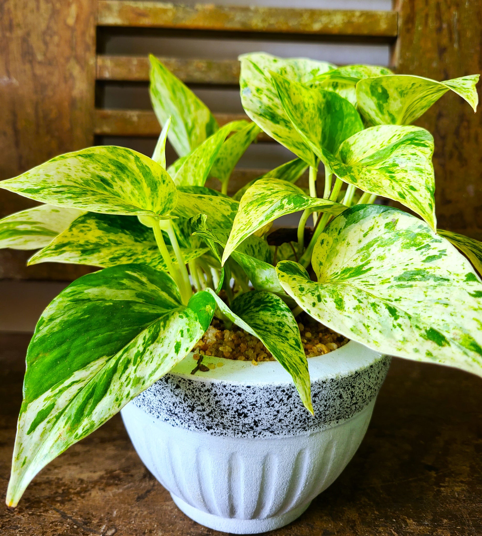 Marble Queen Pothos Plant in Cement Pot