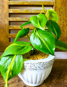 Philodendron Brasil Plant in Cement Pot