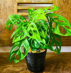monstera minima vs adansonii Monstera Adansonii Plant in a Black Ceramic Pot – Plants & Plants Supercentre