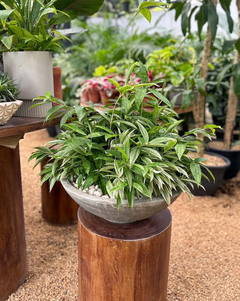 Dracaena Surculosa Plant Display in a Cement Pot