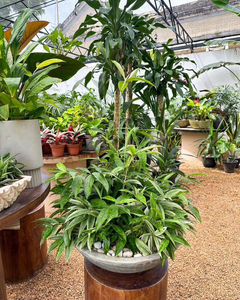 dracaena surculosa plant Dracaena Surculosa Plant Display in a Cement Pot – Plants & Plants Supercentre