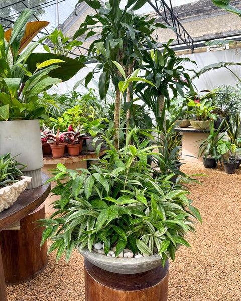 Dracaena Surculosa Plant Display in a Cement Pot