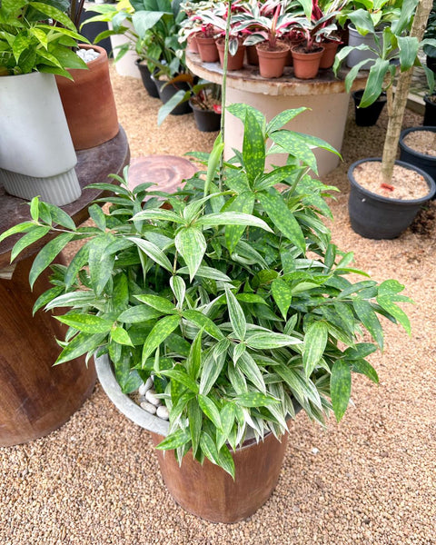 Dracaena Surculosa Plant Display in a Cement Pot