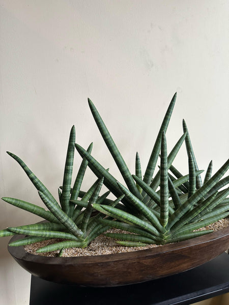 Sansevieria Starfish Plant in a Decorative Titanium Pot