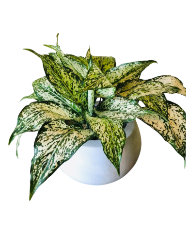 Aglaonema Snow White Plant Display in Cement Pot