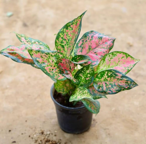 pink splash aglaonema Aglaonema Plant in Plastic Pot – Plants & Plants Supercentre
