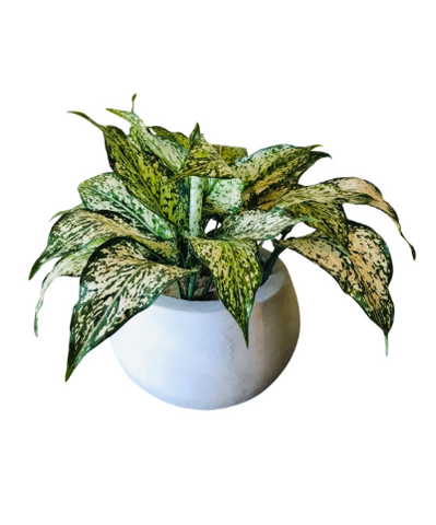 Aglaonema Snow White Plant Display in Cement Pot