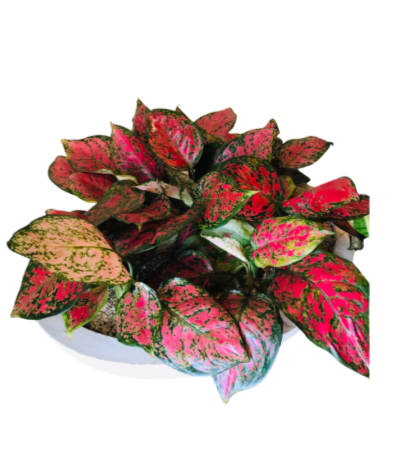Aglaonema Red Joy Plant Display in Cement Pot