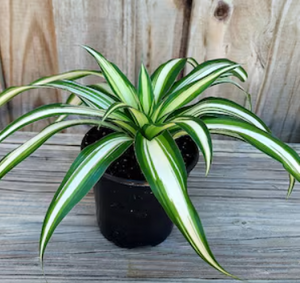 Chlorophytum Broad Leaf Plant in Poly Bag