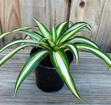 Chlorophytum Broad Leaf Plant in Poly Bag