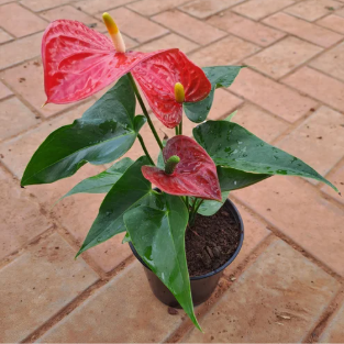 plant with plastic looking flowers Anthurium Plant in Plastic Pot – Plants & Plants Supercentre