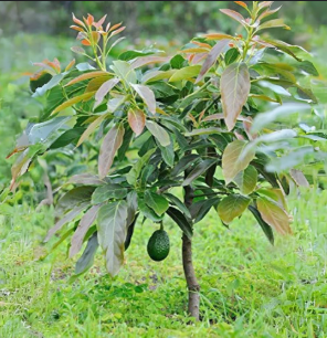 Avacado (Budded) Plant in Poly Bag