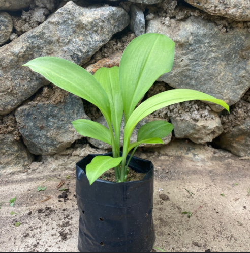 Molineria Latifolia Plant (Bim Pol) in Poly Bag