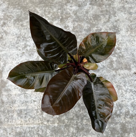 Philodendron Black Cardinal Plant in Plastic Pot