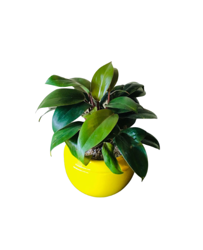 Philodendron Black Cardinal Plant in Ceramic Pot