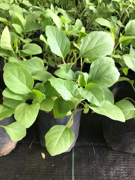 Brinjal Plants in Poly Bag