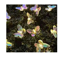 Butterfly Lights