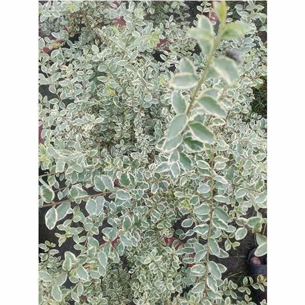 Durantha White Plant in Poly Bags : 6 to 7 Inches (Plant Height)