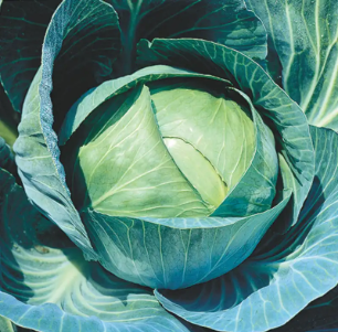 Hybrid Cabbage Japan (F1)