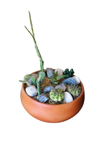 Cactus Plants Display Arrangement in Clay Pot
