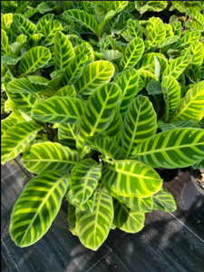 Calathea Zebrina Plant in Poly Bag