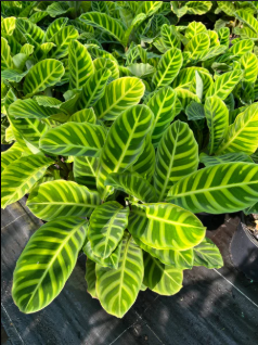 Calathea Zebrina Plant in Poly Bag