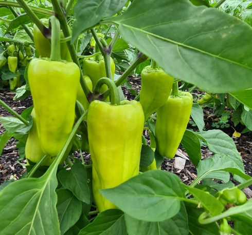 Capsicum Plants in Poly Bag