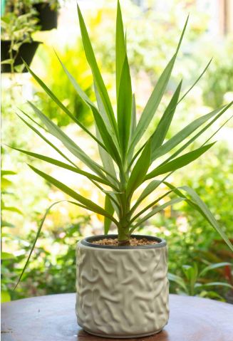 Yucca Plant in a Decorative Ceramic Pot
