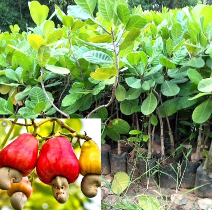 Cashew (Budded) Plant in Poly Bag
