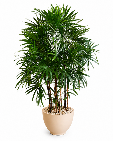 Rhapis Palm in a Titanium Pot