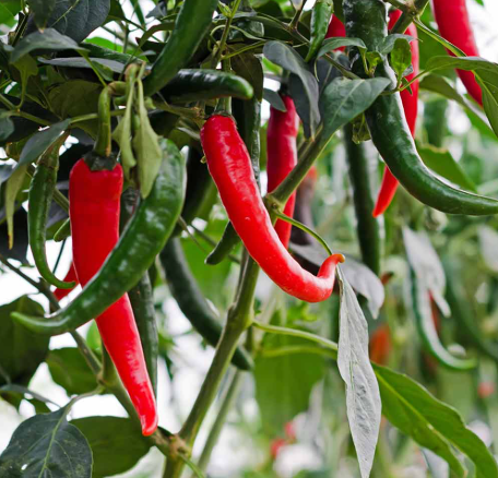 Chilli Plant in Poly Bag
