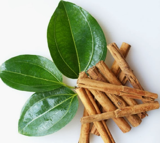 Cinnamon Plant in Poly Bag