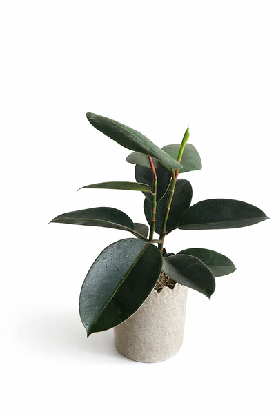Rubber Plant in a Ceramic Pot