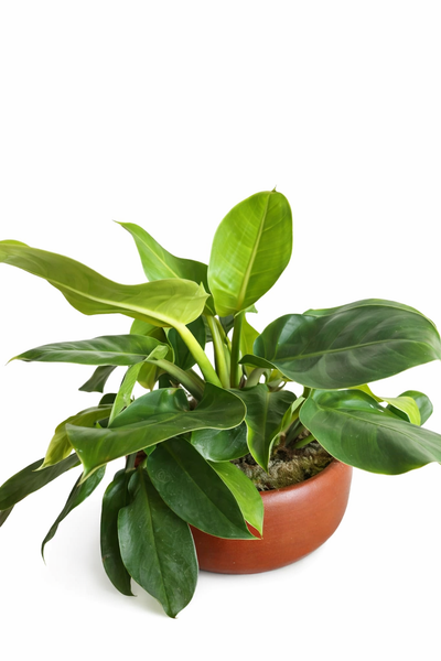Philodendron Moonlight Plant in a Clay Pot