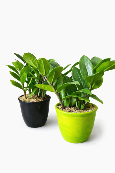 ZZ Plant (Zanzibar Gem) in a Ceramic Pot
