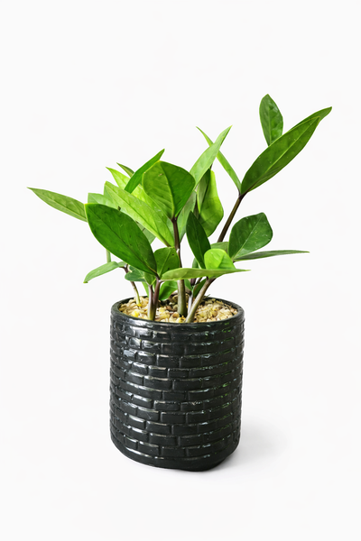 ZZ Plant (Zanzibar Gem) in a Black Ceramic Pot