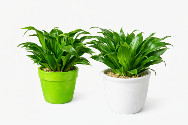 Dracaena Compacta Plant in Ceramic Pots