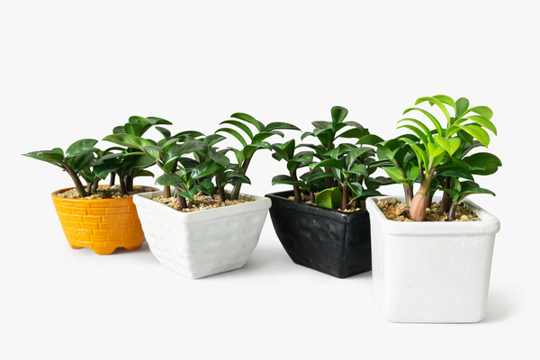 Dwarf ZZ Plant in Ceramic Pots