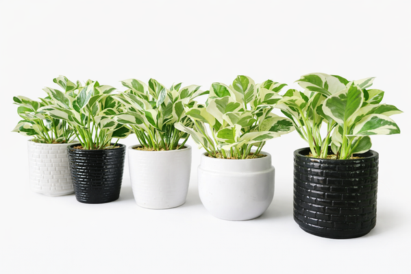 Pothos N'Joy Plant in Ceramic Pots