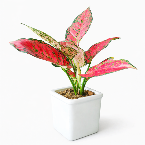 Aglaonema Red Joy Plant in Ceramic Pots
