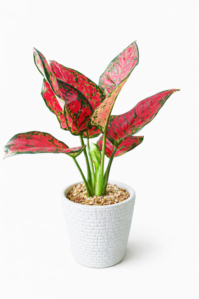 Aglaonema Red Joy Plant in Ceramic Pots