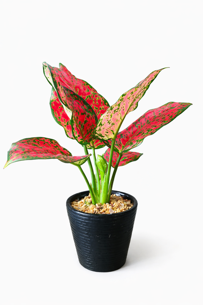 Aglaonema Red Joy Plant in Ceramic Pots