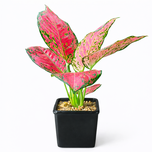 Aglaonema Red Joy Plant in Ceramic Pots