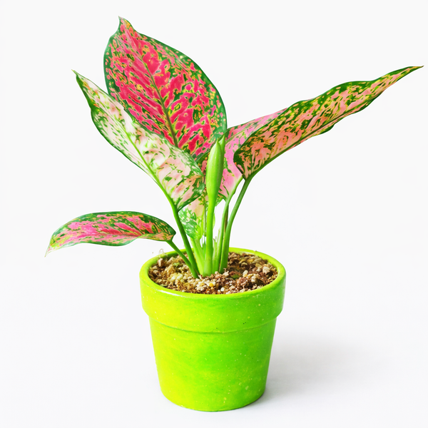 Aglaonema Red Joy Plant in Ceramic Pots