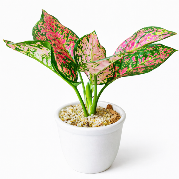 Aglaonema Red Joy Plant in Ceramic Pots