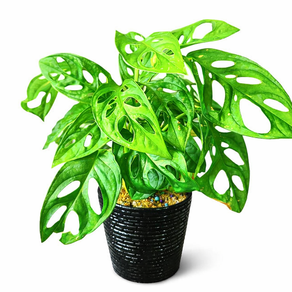 Monstera Adansonii Plant in a Black Ceramic Pot