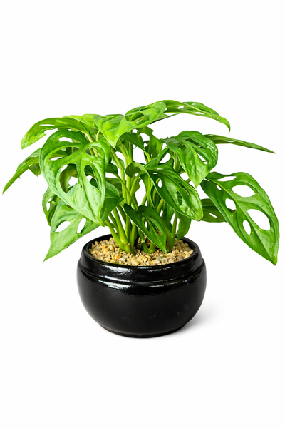 Monstera Adansonii Plant in a Black Ceramic Pot